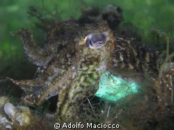 Cuttlefish, Punta Asfodeli Jetty,
Sardinia
 by Adolfo Maciocco 